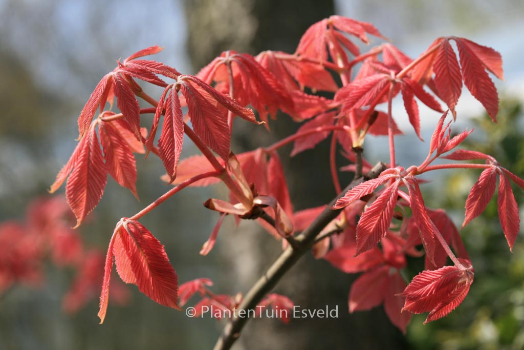 Aesculus neglecta ‚Erythroblastos‘