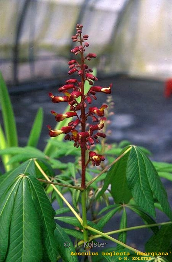 Aesculus neglecta ‚Georgiana‘
