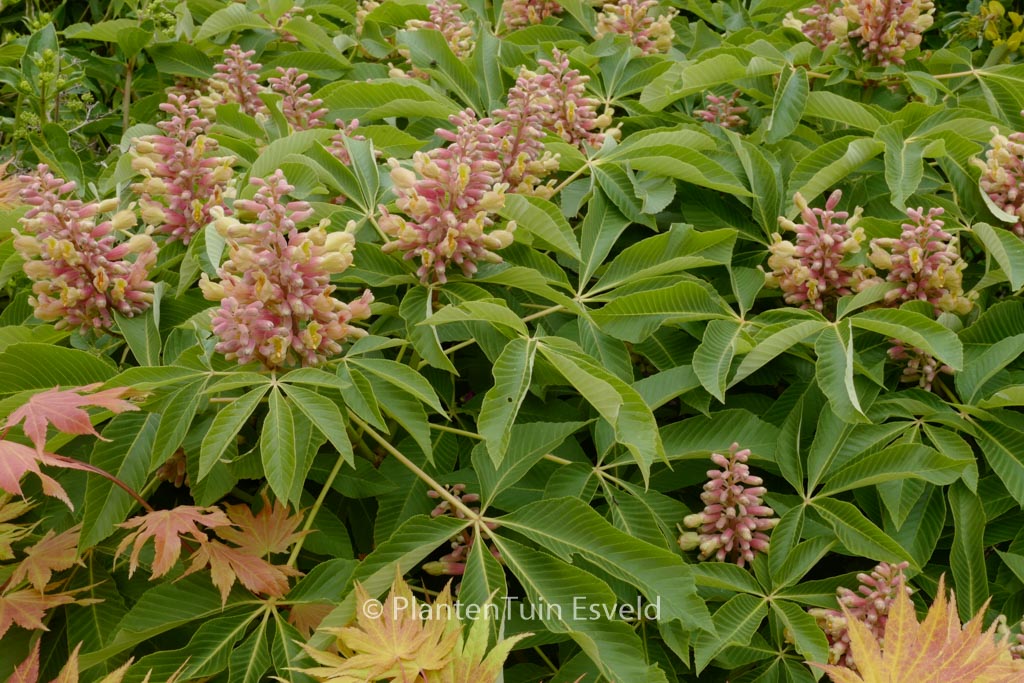 Aesculus pavia ‚Koehnei‘