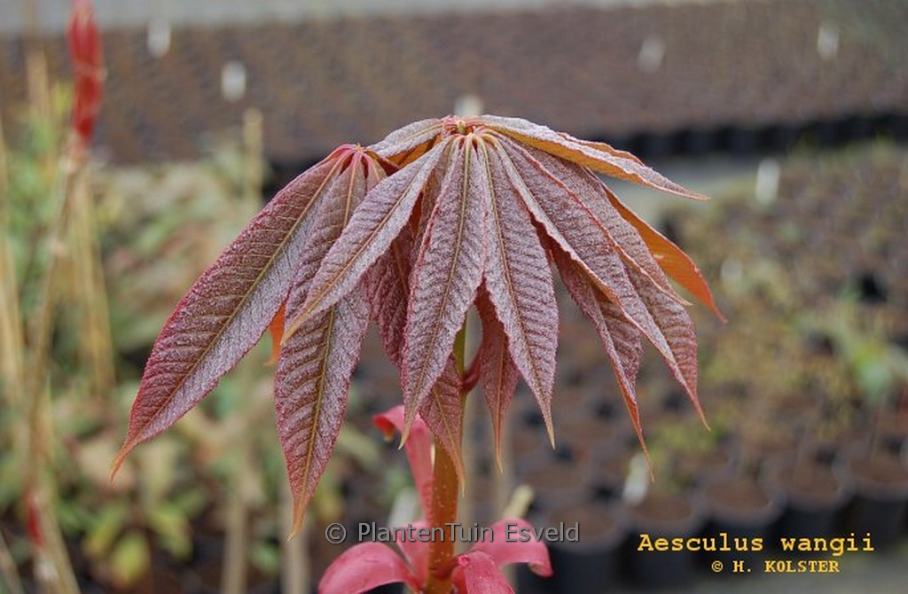 Aesculus wangii