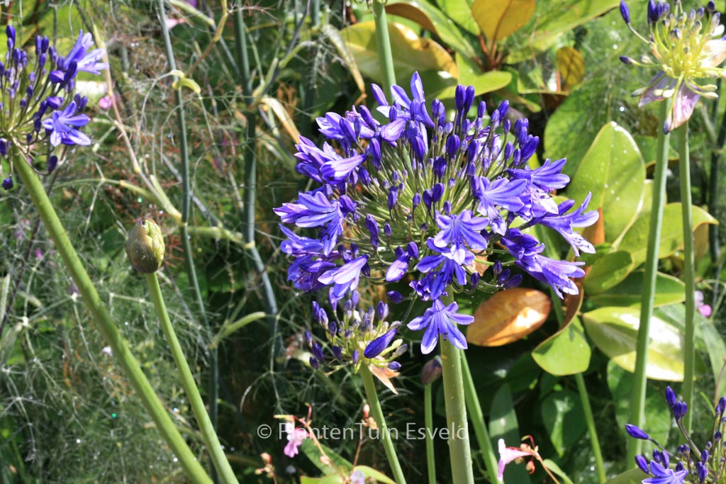 Agapanthus ‚Dr. Brouwer‘