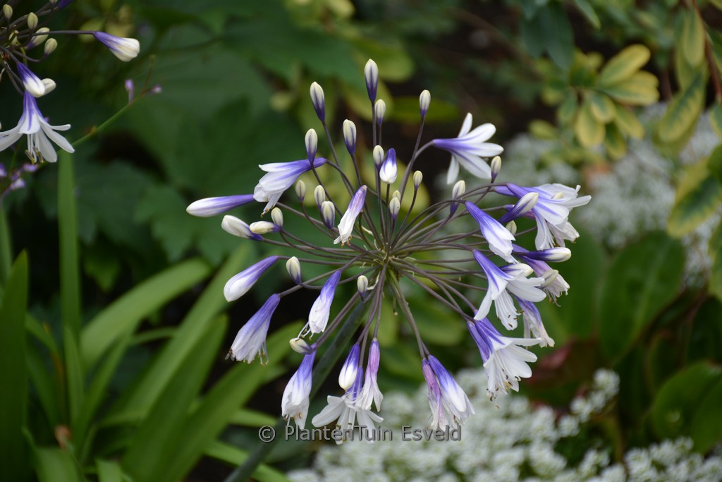 Agapanthus ‚Fireworks‘