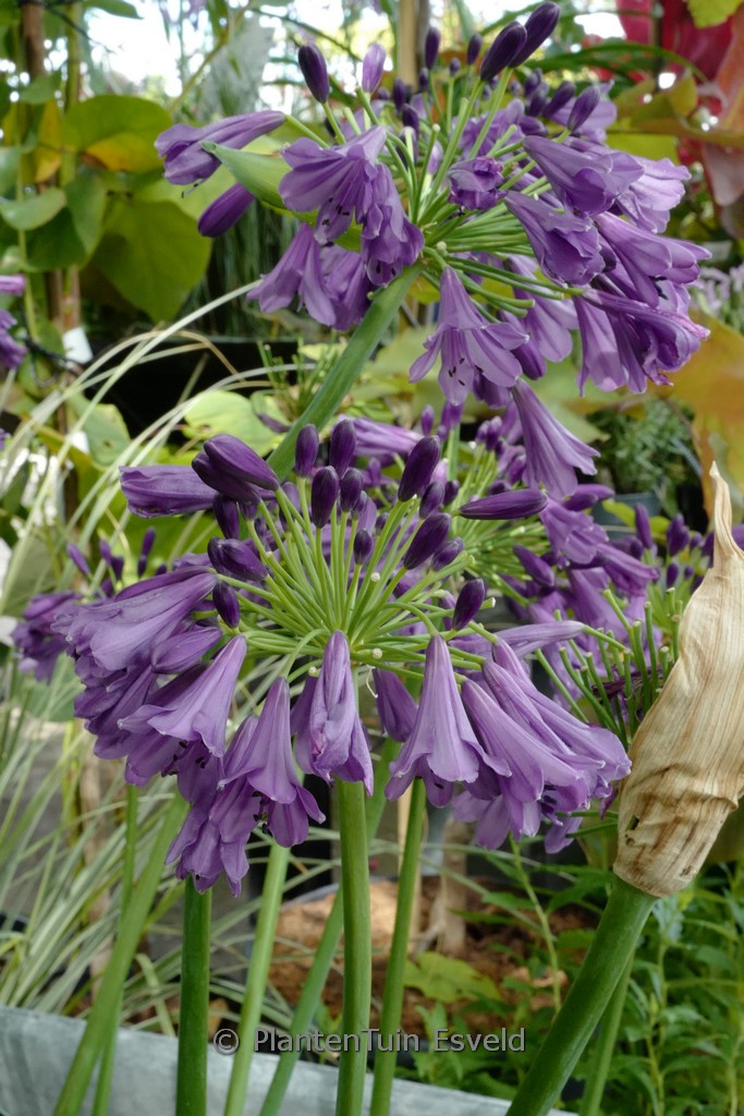 Agapanthus ‚Poppin Purple‘