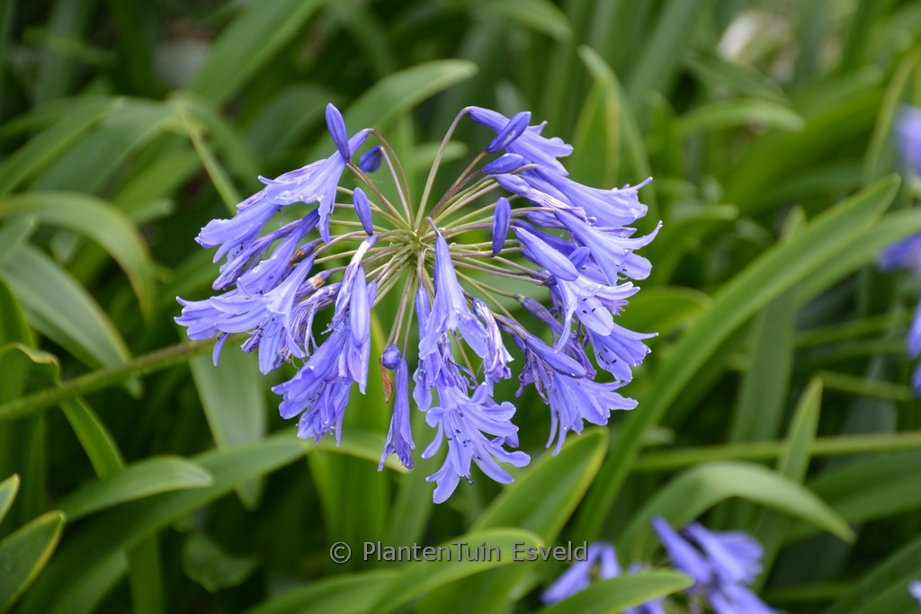 Agapanthus ‚Purple Cloud‘