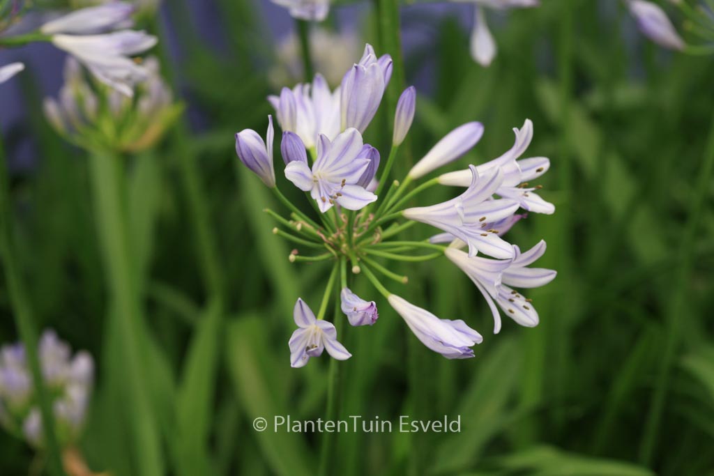 Agapanthus ‚Scrarey09‘ (PITCHOUNE BLUE)