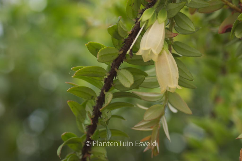 Agapetes serpens ‚Nepal Cream‘