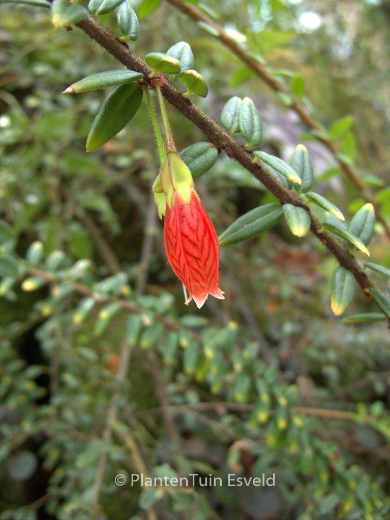Agapetes serpens