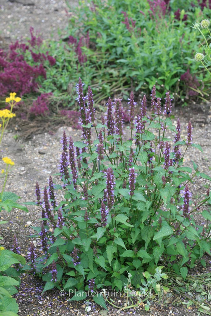 Agastache ‚After Eight‘