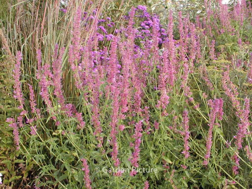 Agastache ‚Ayala‘