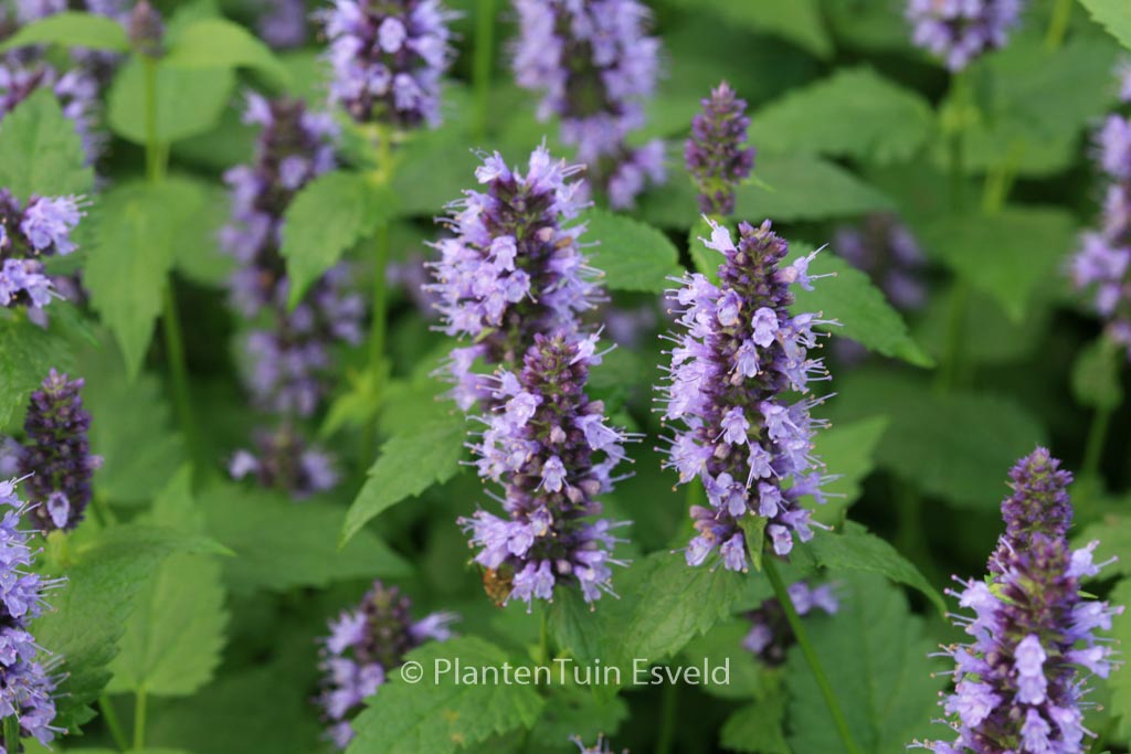 Agastache ‚Black Adder‘