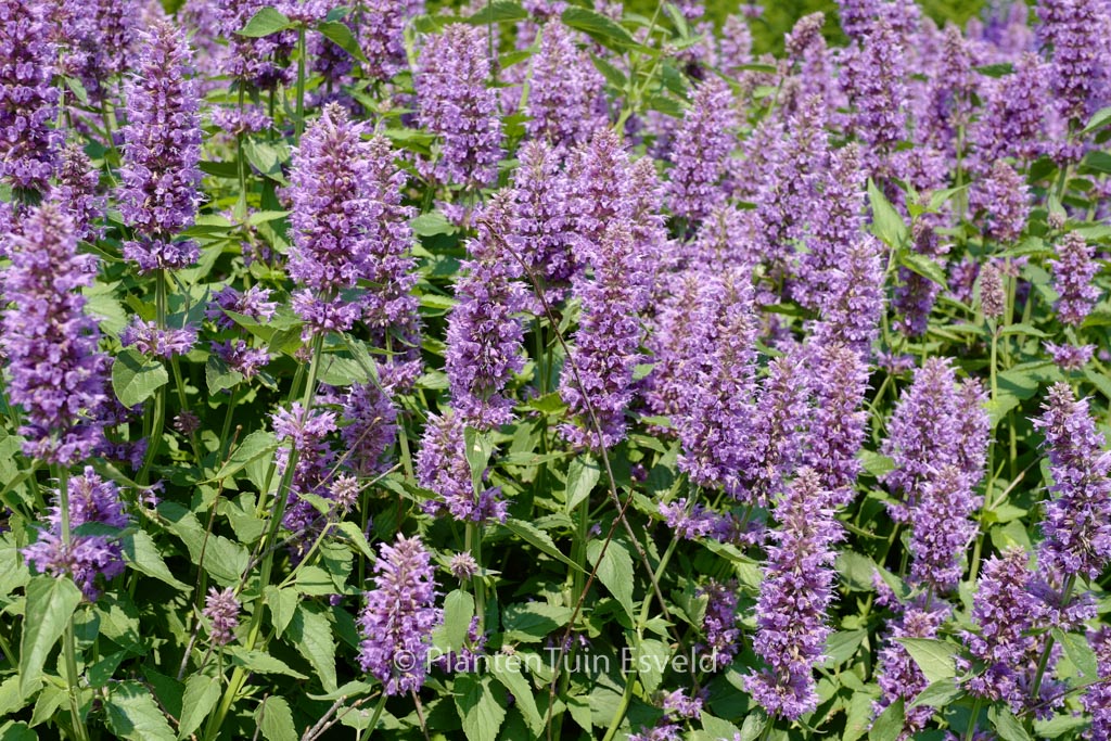 Agastache ‚Blue Boa‘