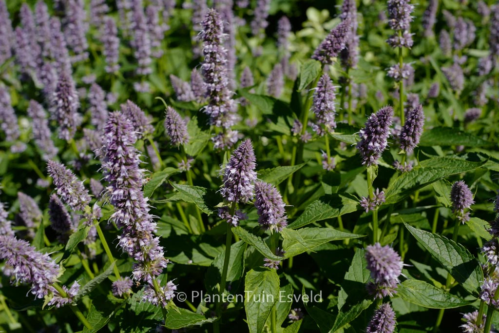 Agastache ‚Blue Fortune‘