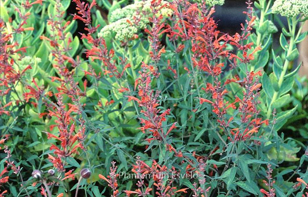Agastache ‚Firebird‘