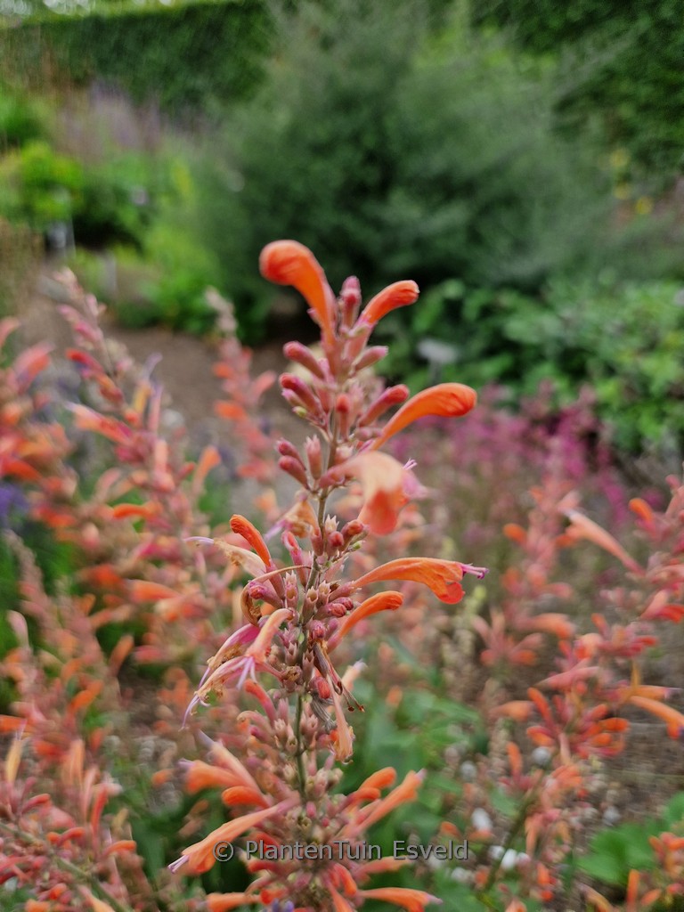 Agastache ‚Fleur‘