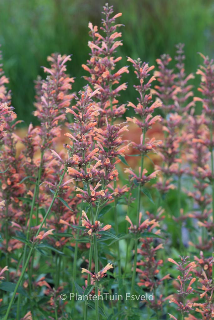 Agastache ‚Kolibri‘