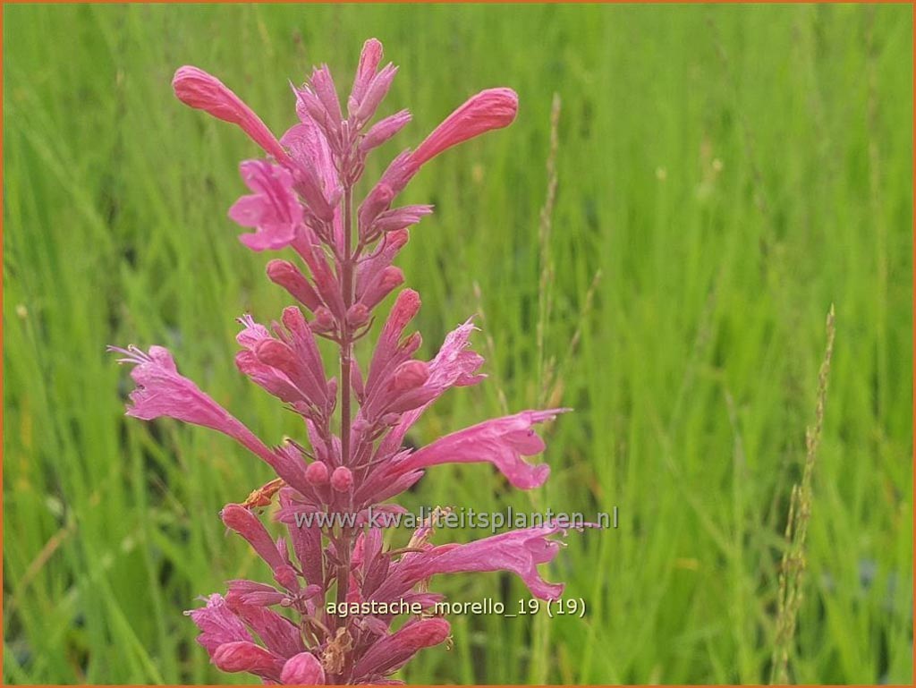 Agastache ‚Morello‘