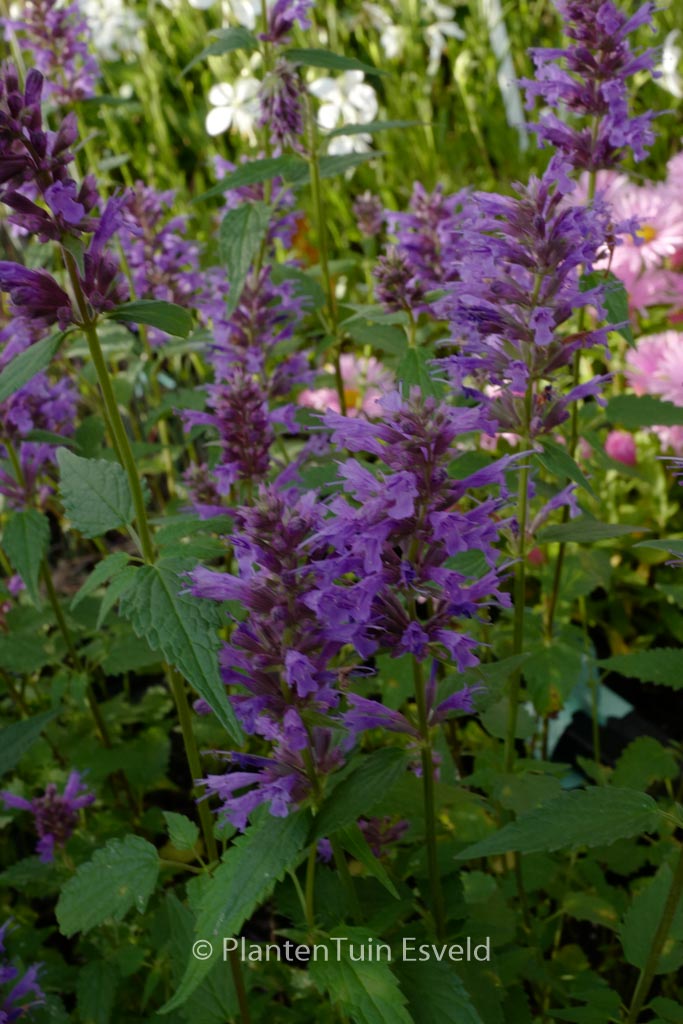 Agastache ‚Purple Haze‘
