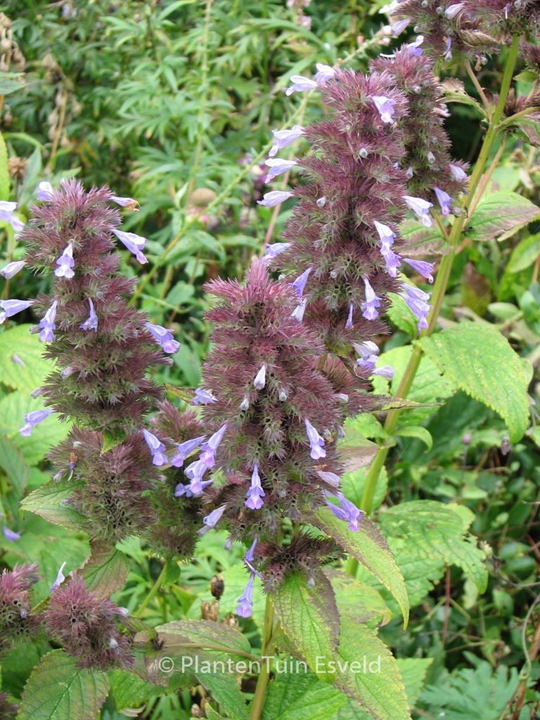 Agastache foeniculum