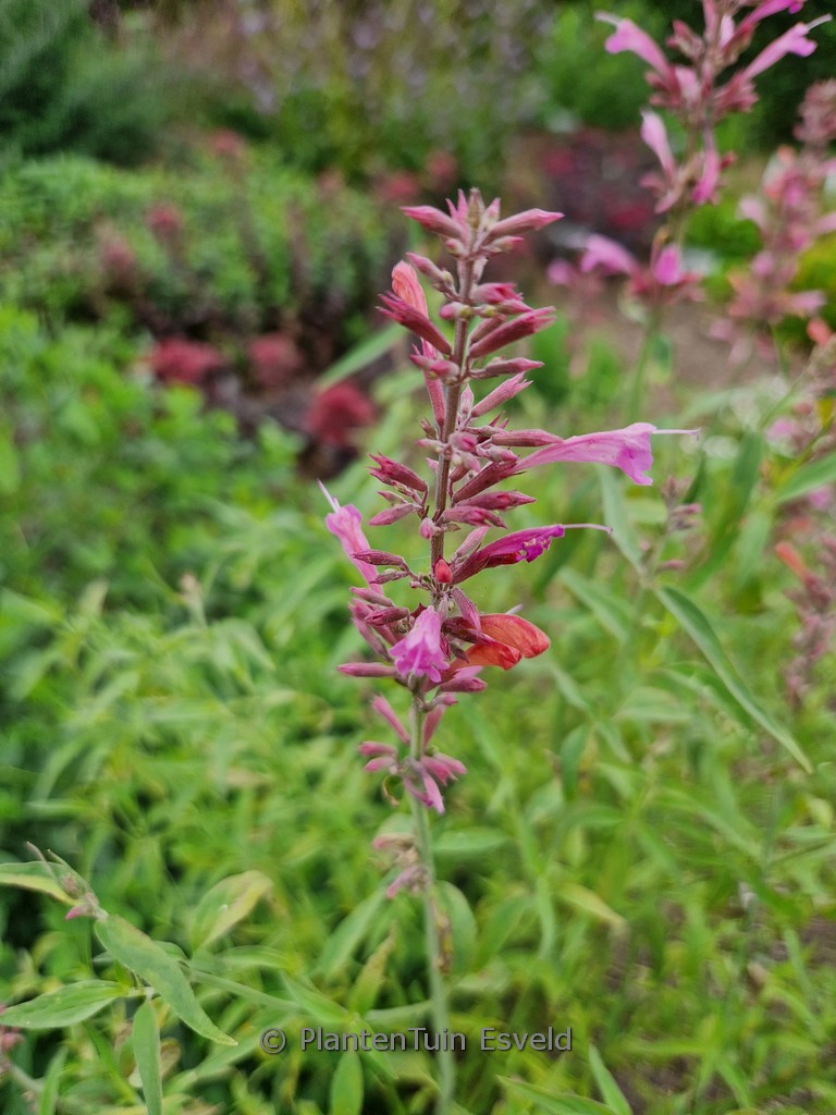 Agastache mexicana ‚Duet‘