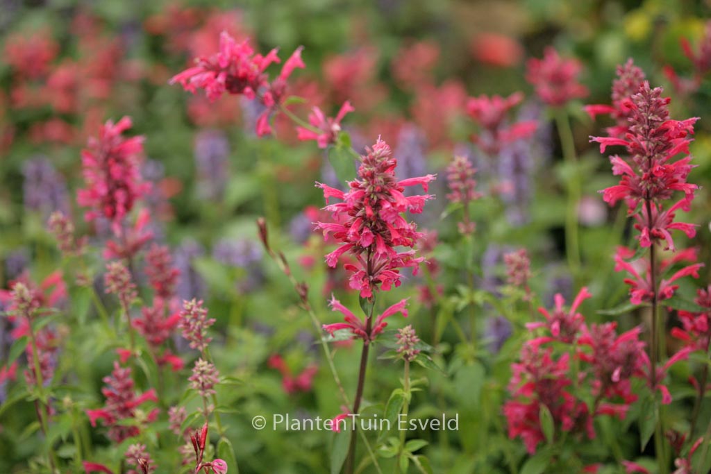 Agastache mexicana ‚Red Fortune‘