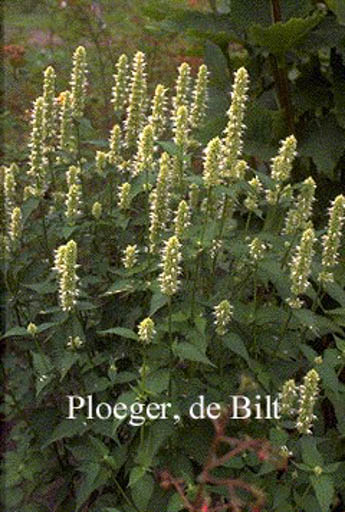Agastache rugosa ‚Alabaster‘