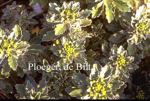 Ajania pacifica ‚Gold and Silver‘