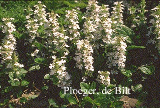 Ajuga reptans ‚Alba‘