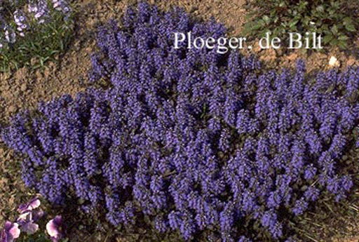 Ajuga reptans ‚Atropurpurea‘