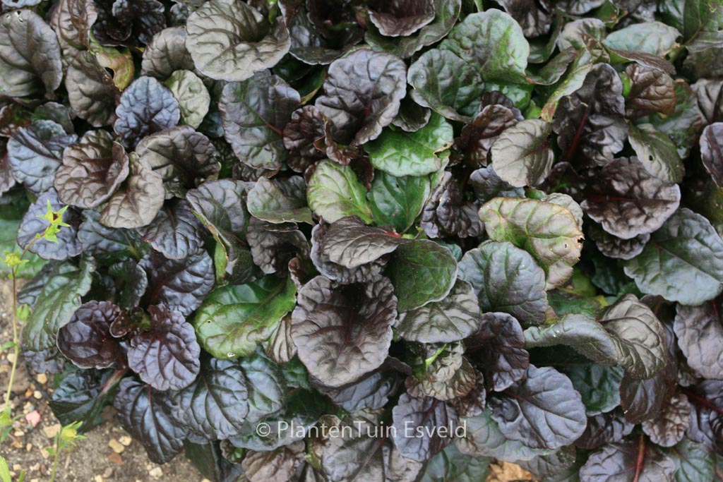 Ajuga reptans ‚Black Scallop‘