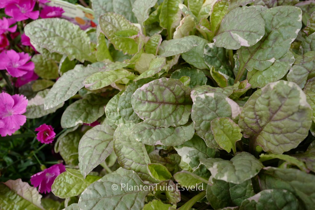 Ajuga reptans ‚Burgundy Glow‘