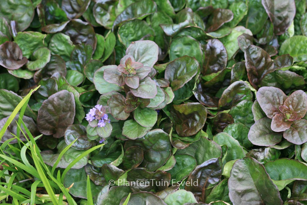 Ajuga reptans ‚Catlin’s Giant‘