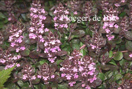Ajuga reptans ‚Rosea‘