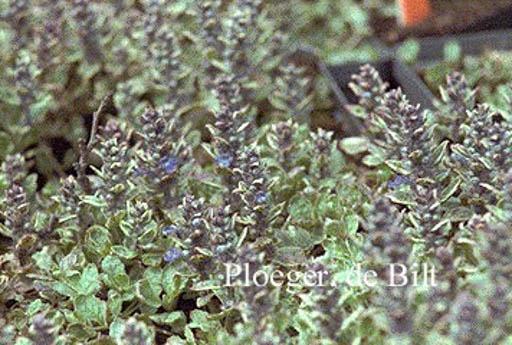 Ajuga reptans ‚Variegata‘