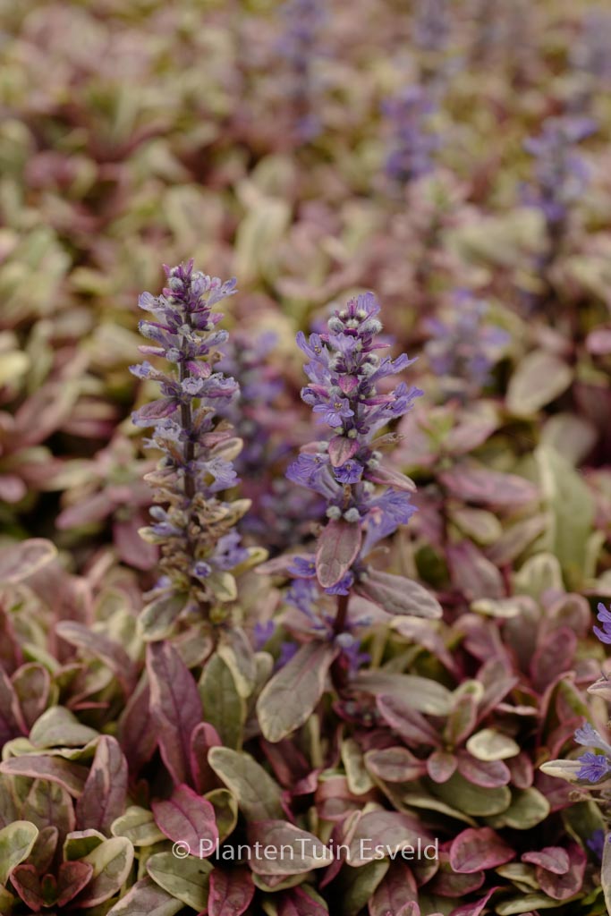 Ajuga tenorii ‚Piotrek01‘ (PRINCESS NADIA)