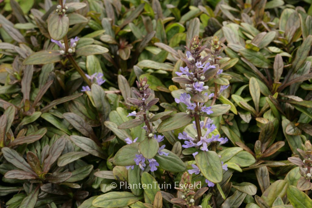 Ajuga tenorii ‚Valfredda‘ (CHOCOLATE CHIP)