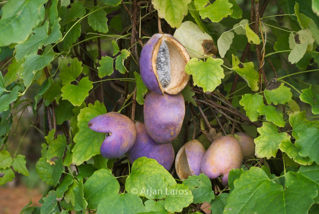 Akebia trifoliata ‚Big Fruit‘