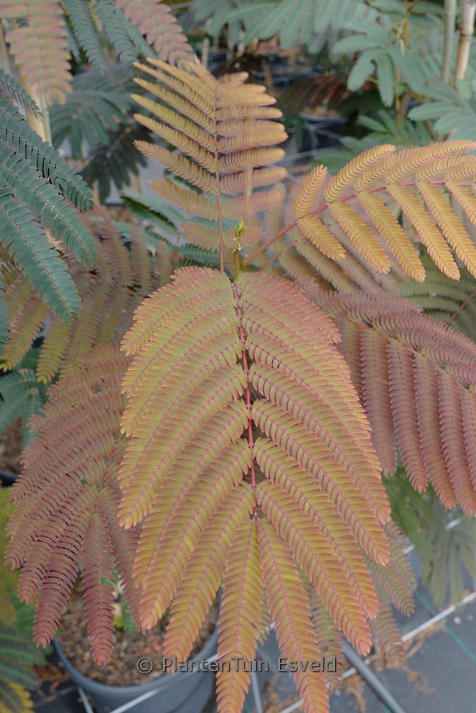 Albizia julibrissin ‚Evi’s Pride‘