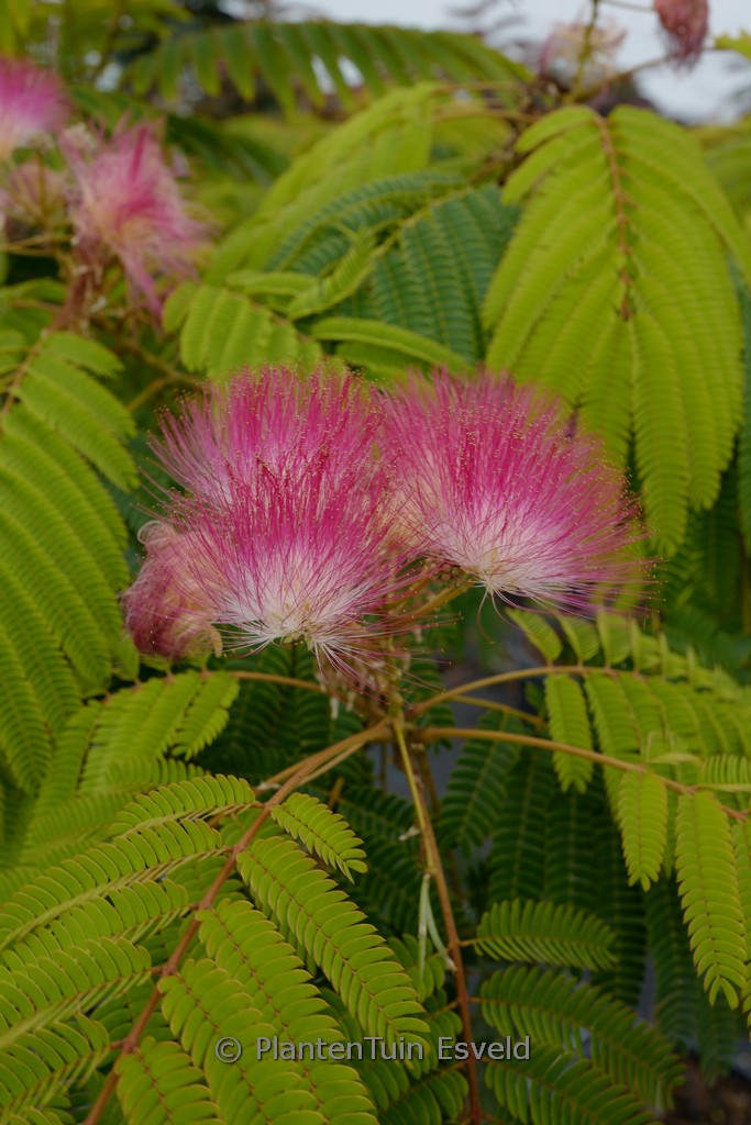 Albizia julibrissin ‚Pos 1‘ (TROPICAL DREAM)