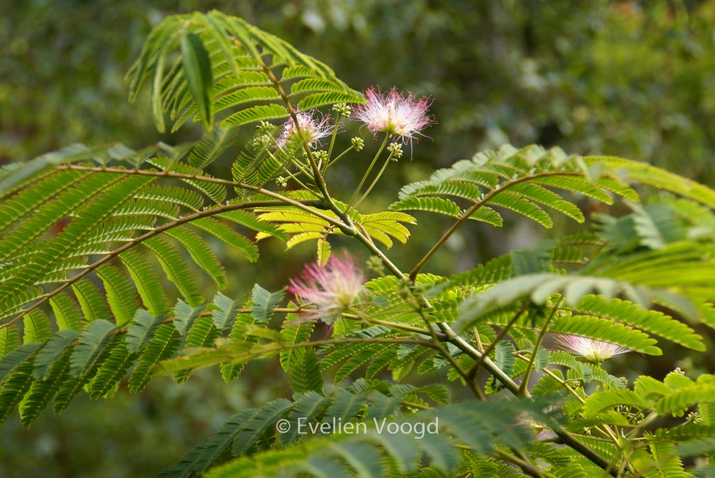 Albizia julibrissin ‚Rosea‘