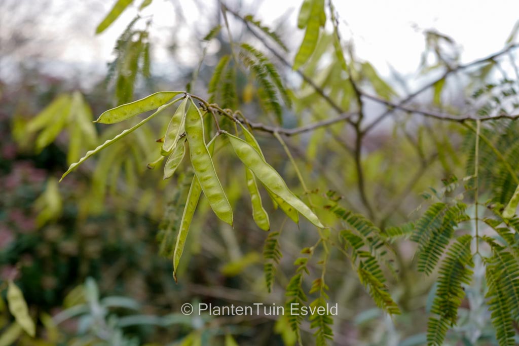Albizia julibrissin ‚Shidare‘