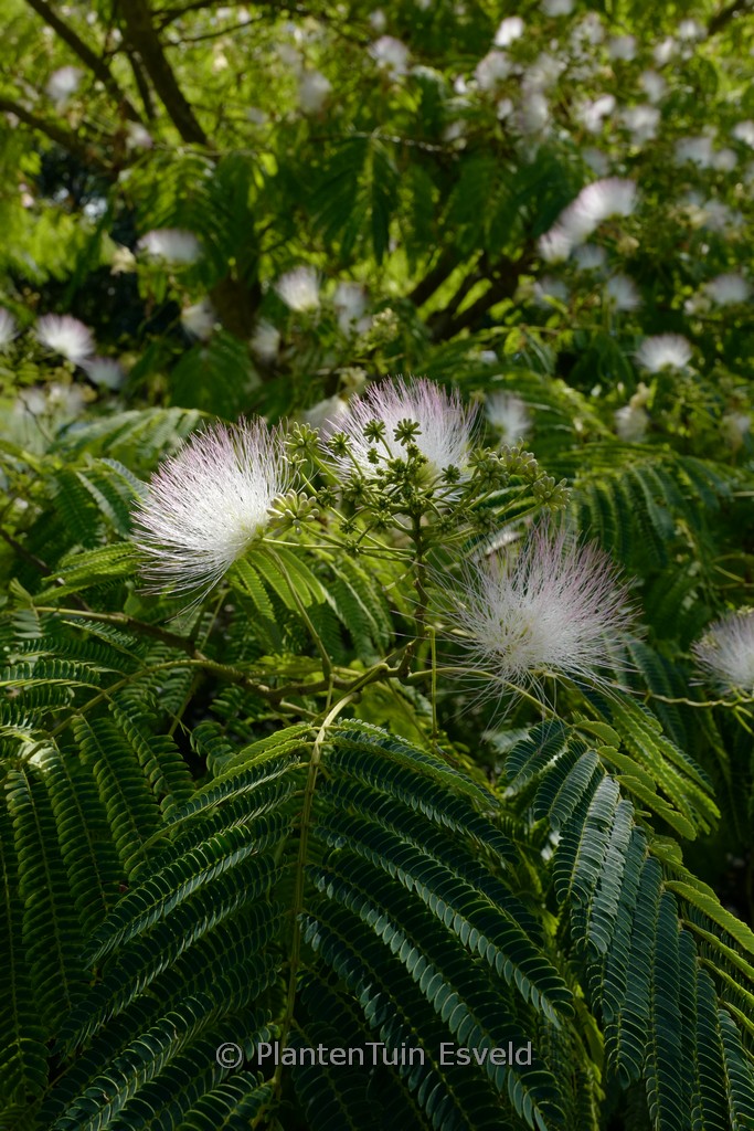 Albizia julibrissin