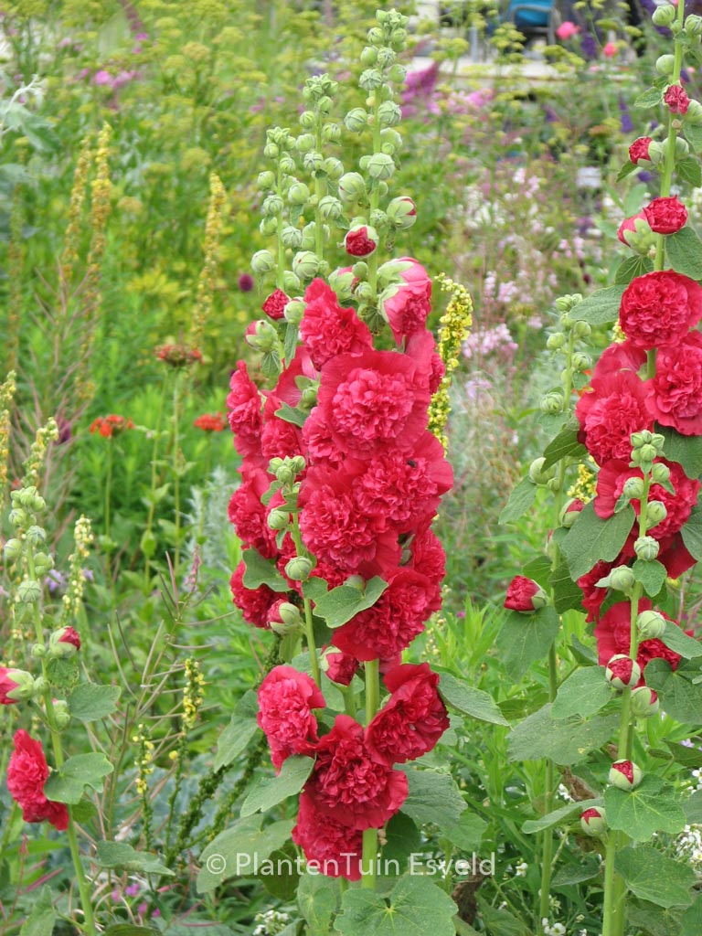 Alcea rosea ‚Pleniflora‘ rood