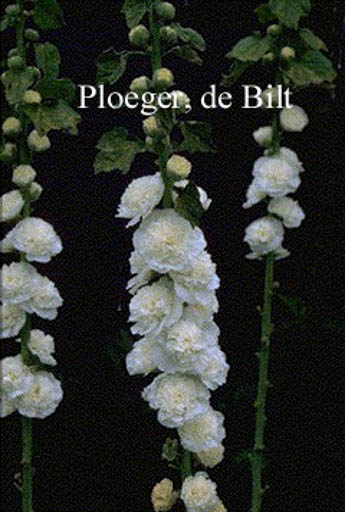 Alcea rosea ‚Pleniflora‘ wit