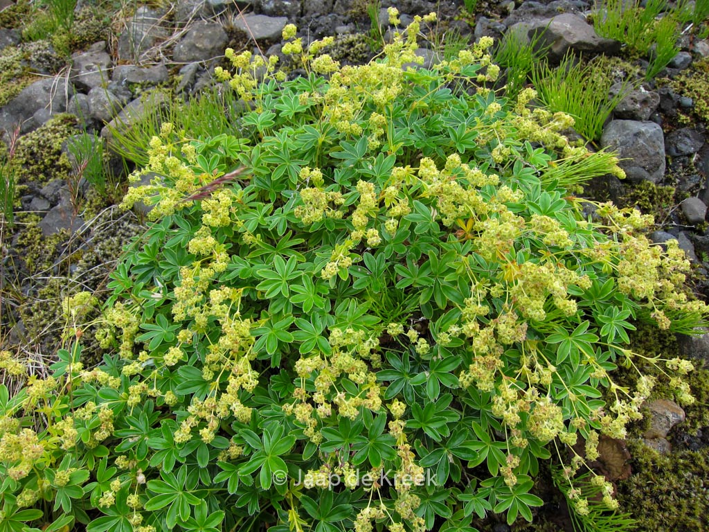 Alchemilla alpina