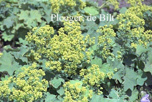 Alchemilla mollis ‚Robustica‘