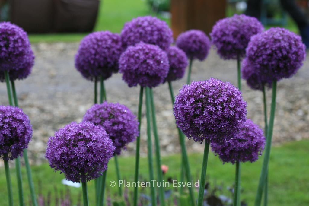 Allium ‚Ambassador‘