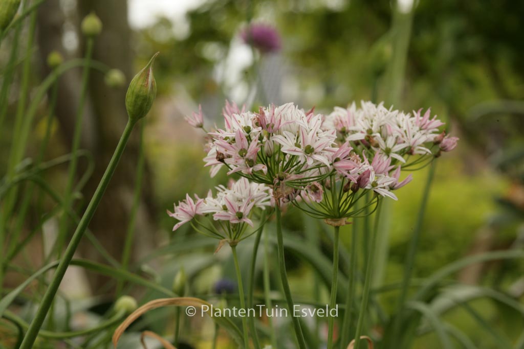 Allium ‚Cameleon‘