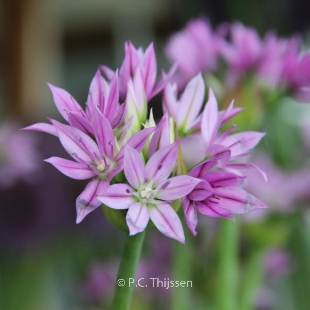 Allium ‚Eros‘