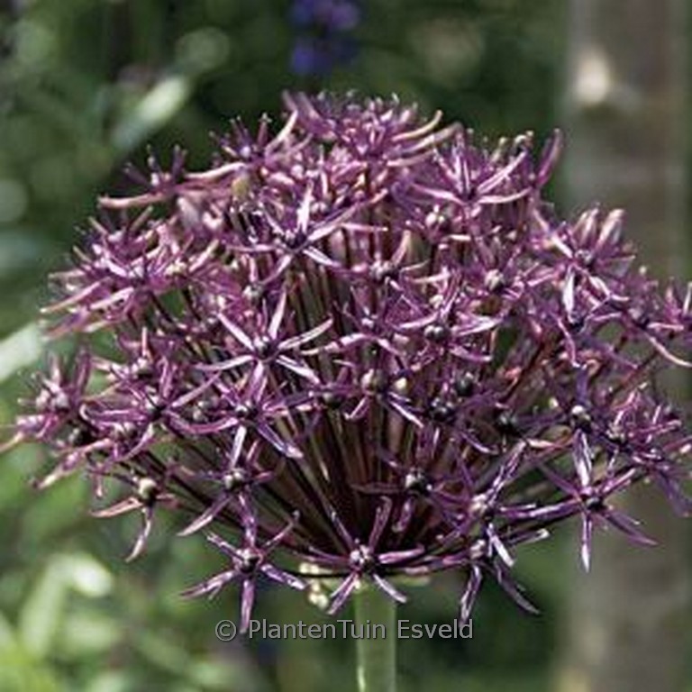 Allium ‚Firmament‘