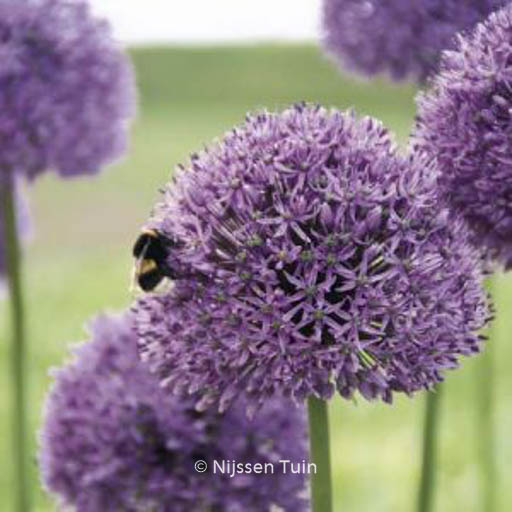 Allium ‚Gladiator‘